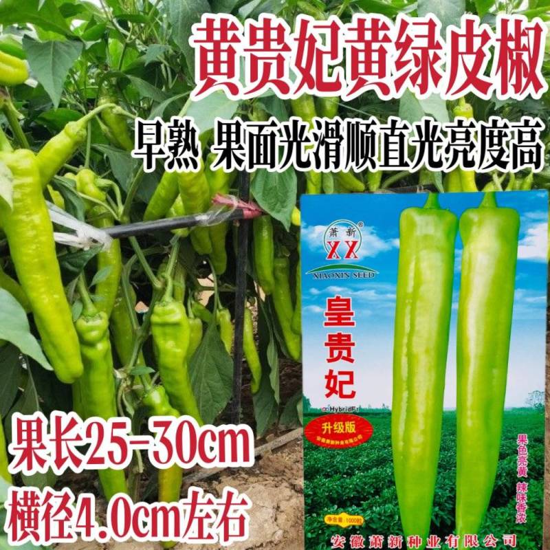 早熟大果牛角椒种子黄绿色光滑硬果型牛角椒种子原装正品保证