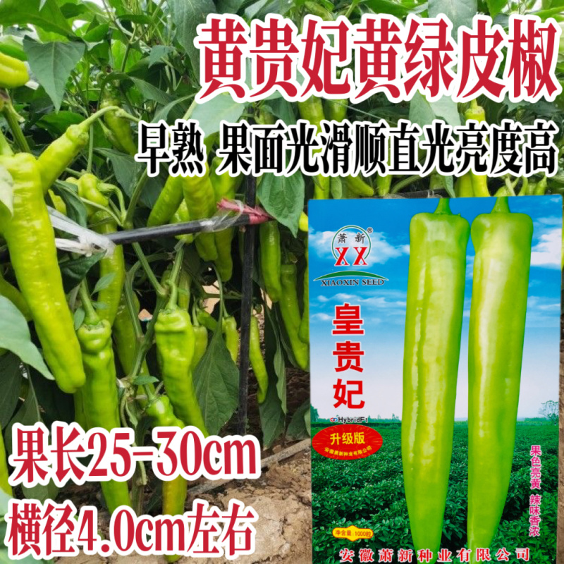 早熟大果牛角椒种子黄绿色光滑硬果型牛角椒种子原装正品保证