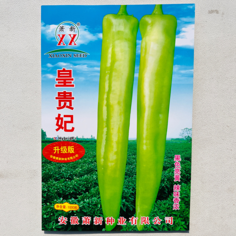早熟大果牛角椒种子黄绿色光滑硬果型牛角椒种子原装正品保证