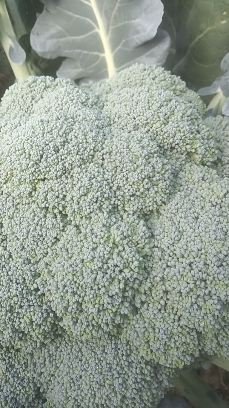 西兰花现货