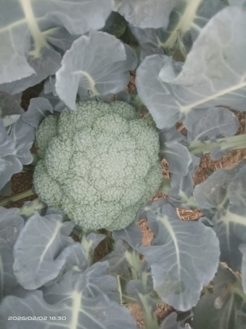 西兰花现货