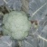 西兰花现货