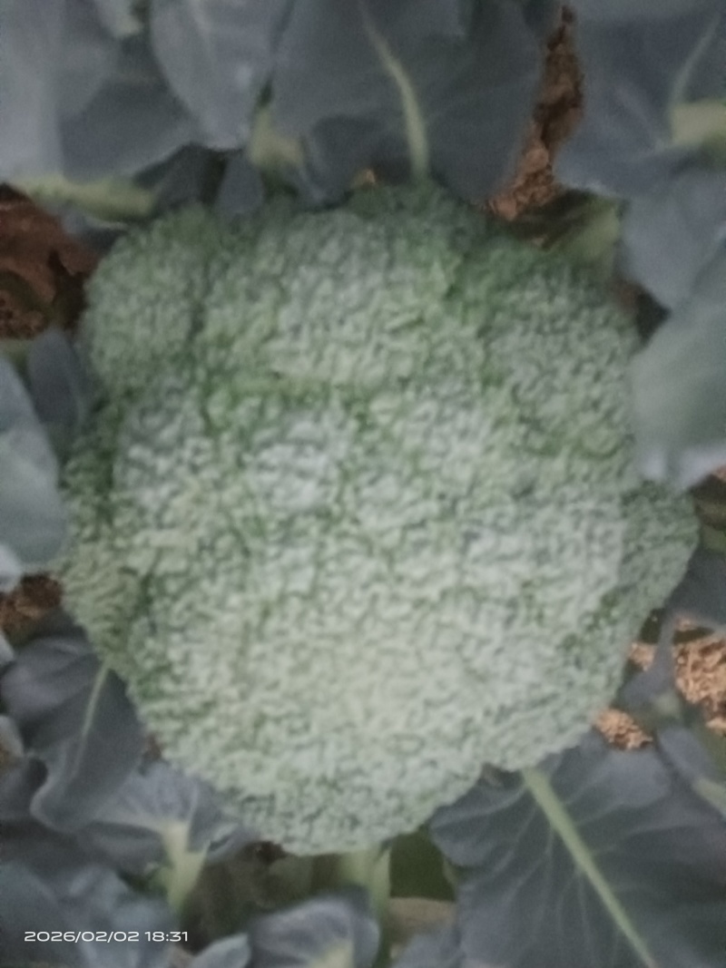 西兰花现货