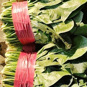 大叶菠菜