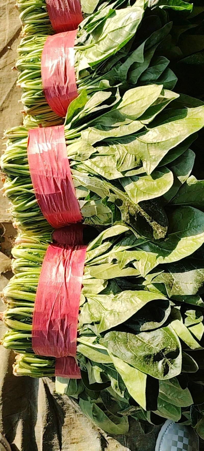 大叶菠菜