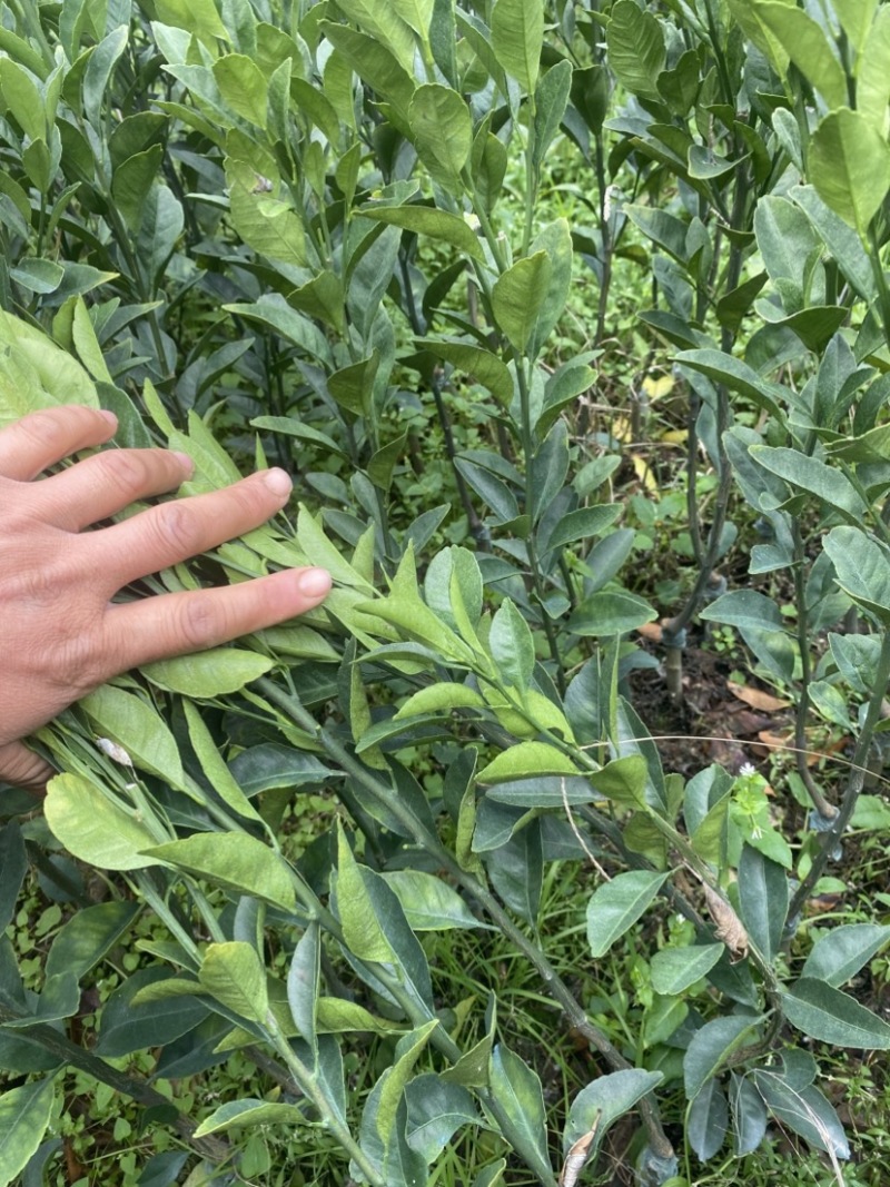 棉桔苗广蜜橘苗兴安棉桔苗口感细腻爽口好吃甜,消渣打包保湿发货