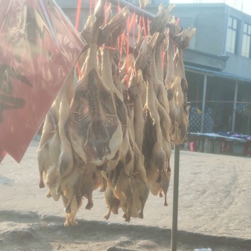 咸鸭小白鸭