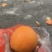 本地脐橙大果