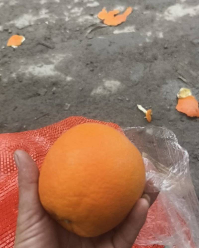 本地脐橙大果