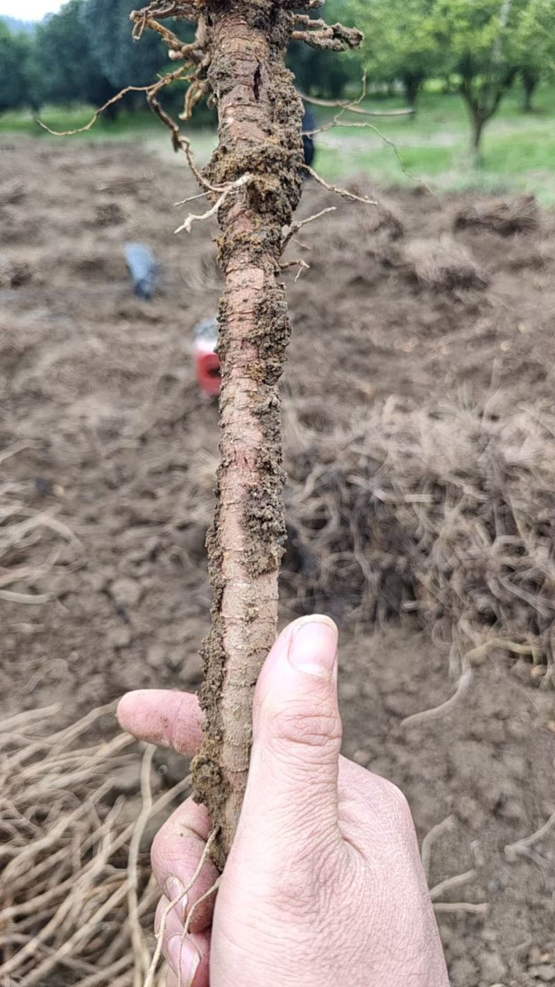 千斤拔，中草药，自家种植大量有货，日产万斤，小叶红皮