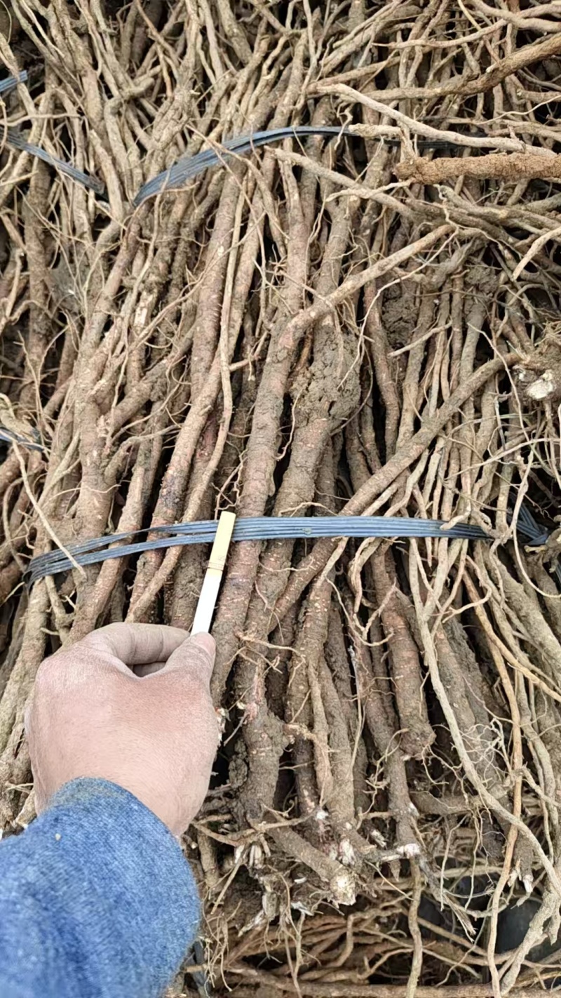 千斤拔，中草药，自家种植大量有货，日产万斤，小叶红皮