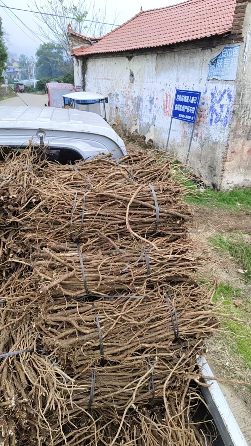 千斤拔，中草药，自家种植大量有货，日产万斤，小叶红皮