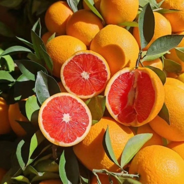 湖北血橙，产地一手货源，量大优惠，对接全国市场