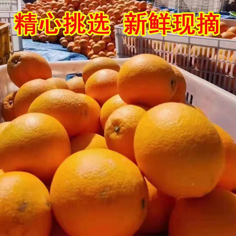 湖北血橙，产地一手货源，量大优惠，对接全国市场