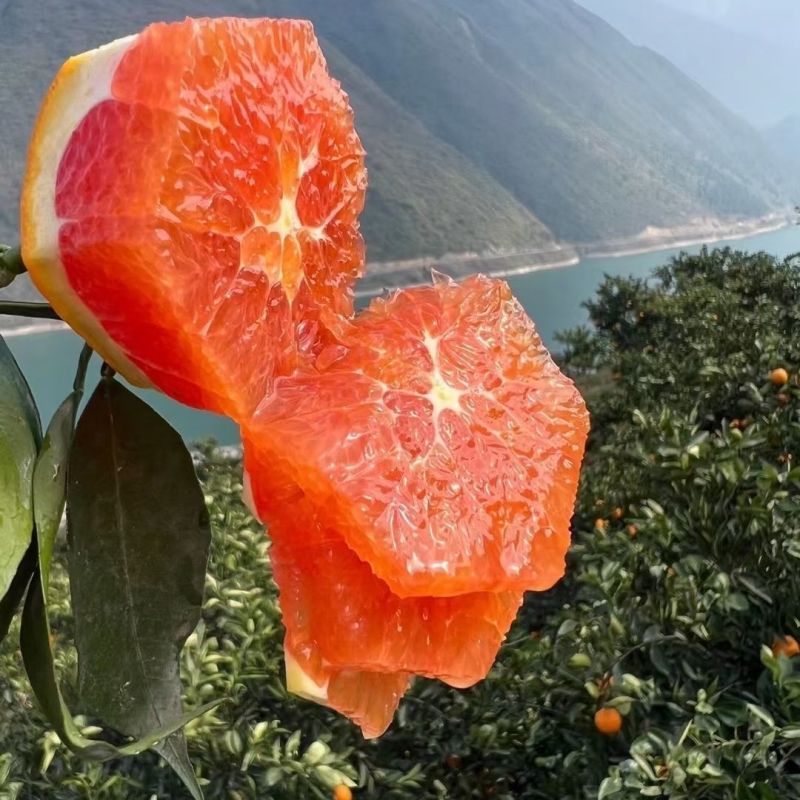湖北血橙，产地一手货源，量大优惠，对接全国市场