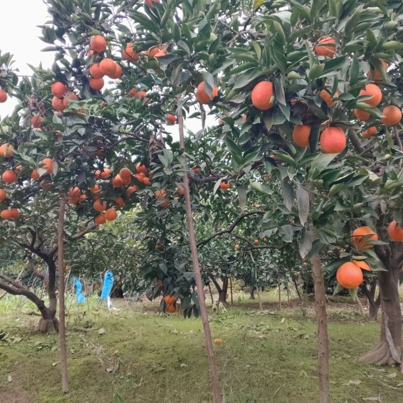 湖北血橙，产地一手货源，量大优惠，对接全国市场