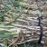 自家种植钢葱，杆高葱白长，包上车，现挖！