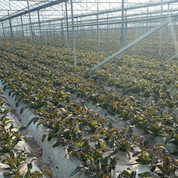 新鲜莴苣大量上市，产地直销，价格实惠，