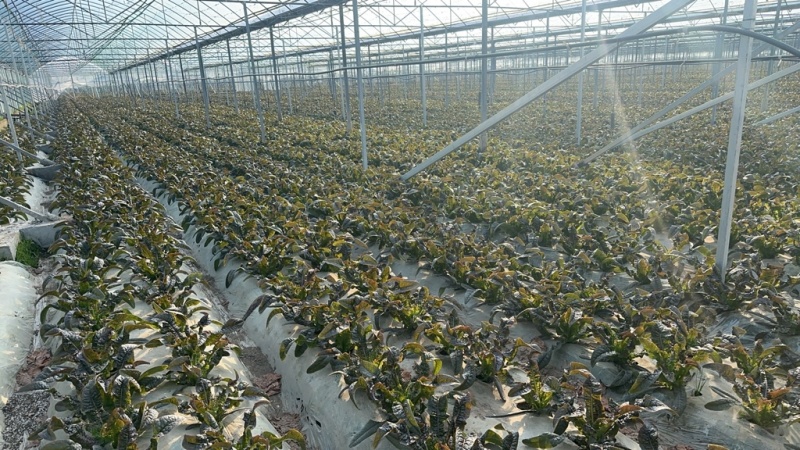 新鲜莴苣大量上市，产地直销，价格实惠，