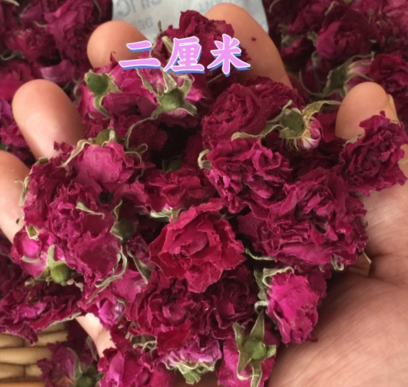 平阴玫瑰花蕾花冠