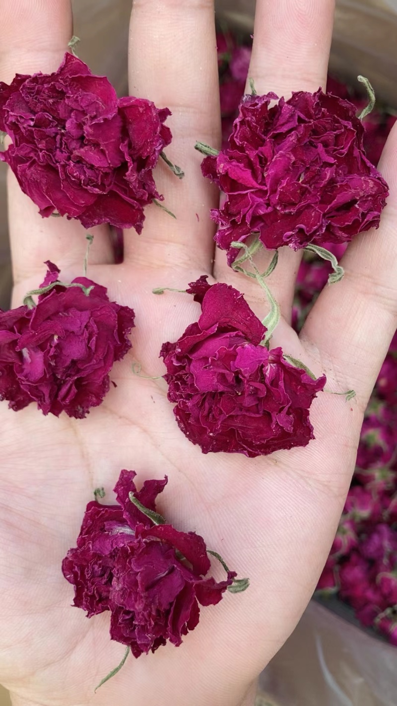 平阴玫瑰花蕾花冠