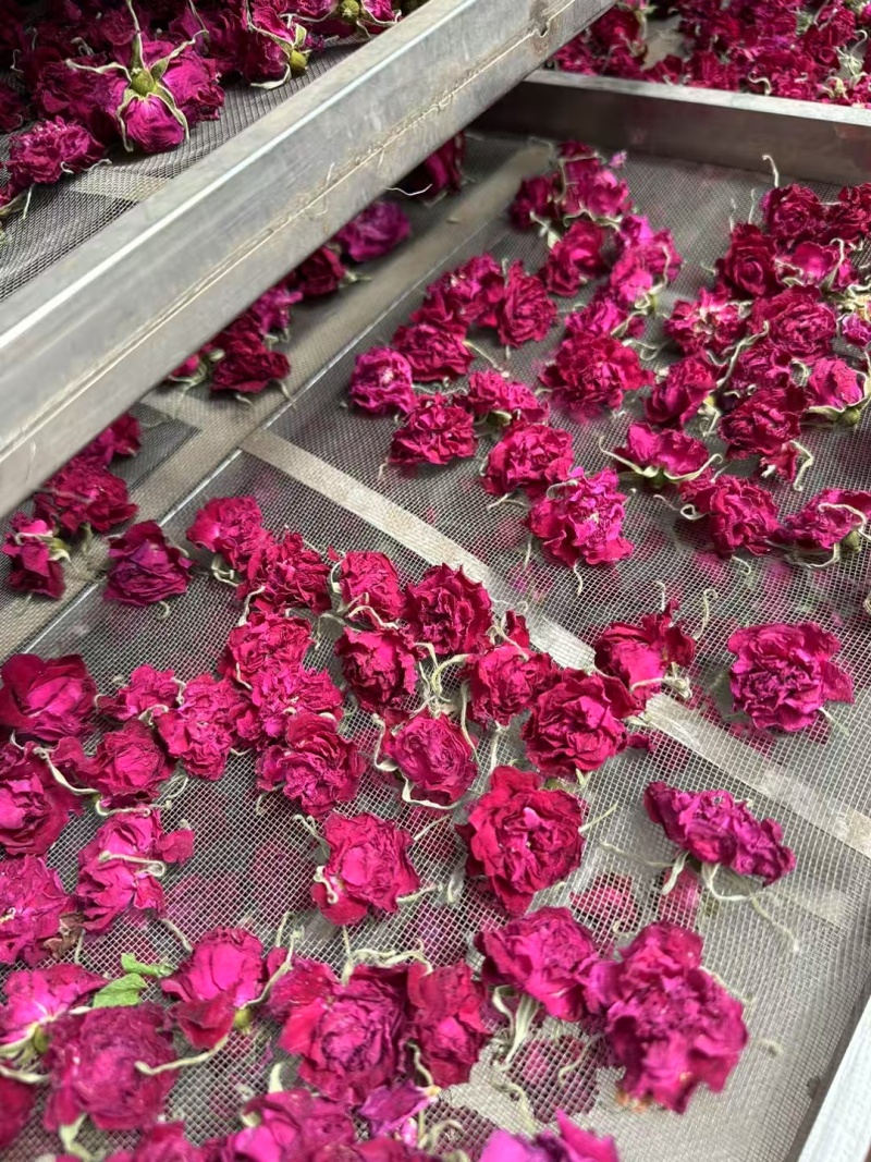 平阴玫瑰花蕾花冠
