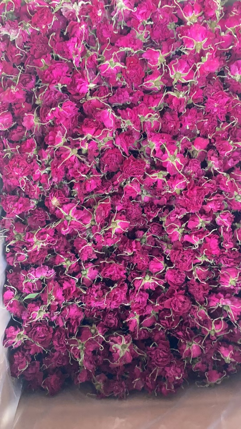 平阴玫瑰花蕾花冠