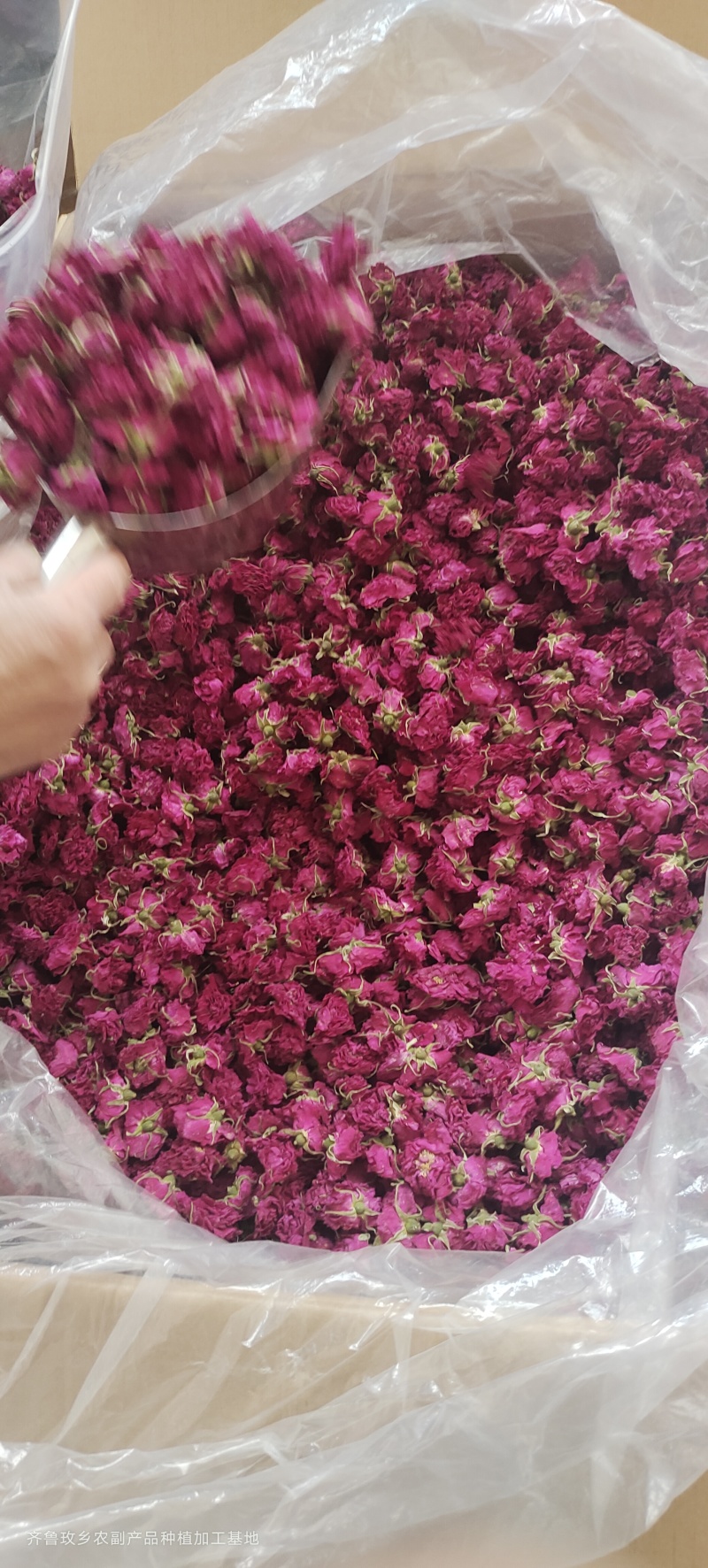 平阴玫瑰花蕾花冠