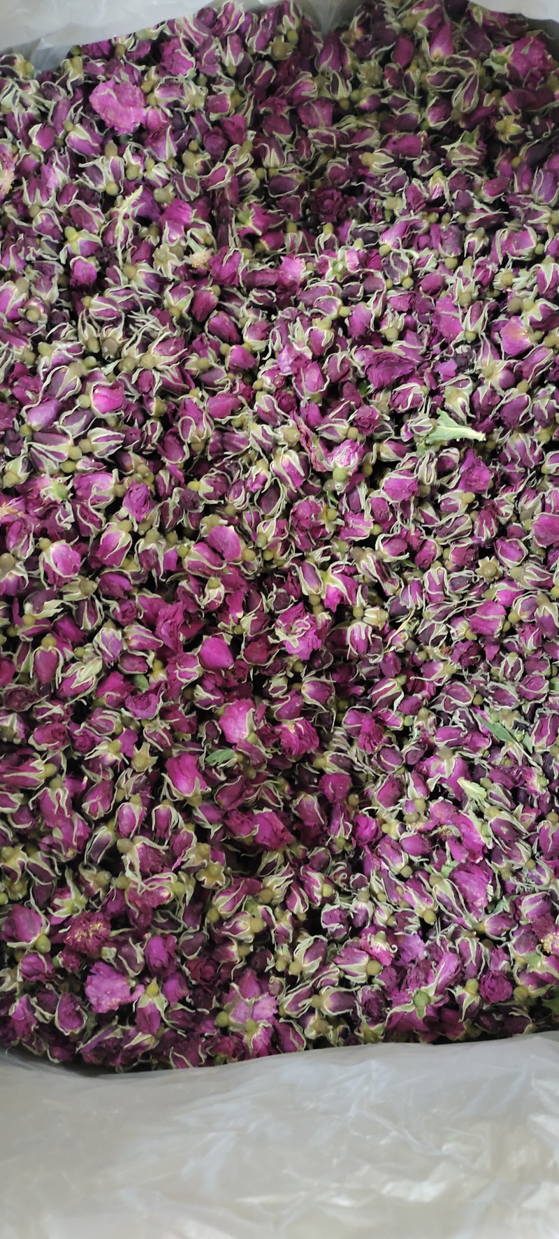平阴玫瑰花蕾花冠