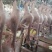农家散养老灰鹅，现杀鹅肉亿达中老鹅去油肺量大从优