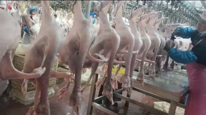 农家散养老灰鹅，现杀鹅肉亿达中老鹅去油肺量大从优