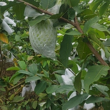 白心番石榴量大实惠