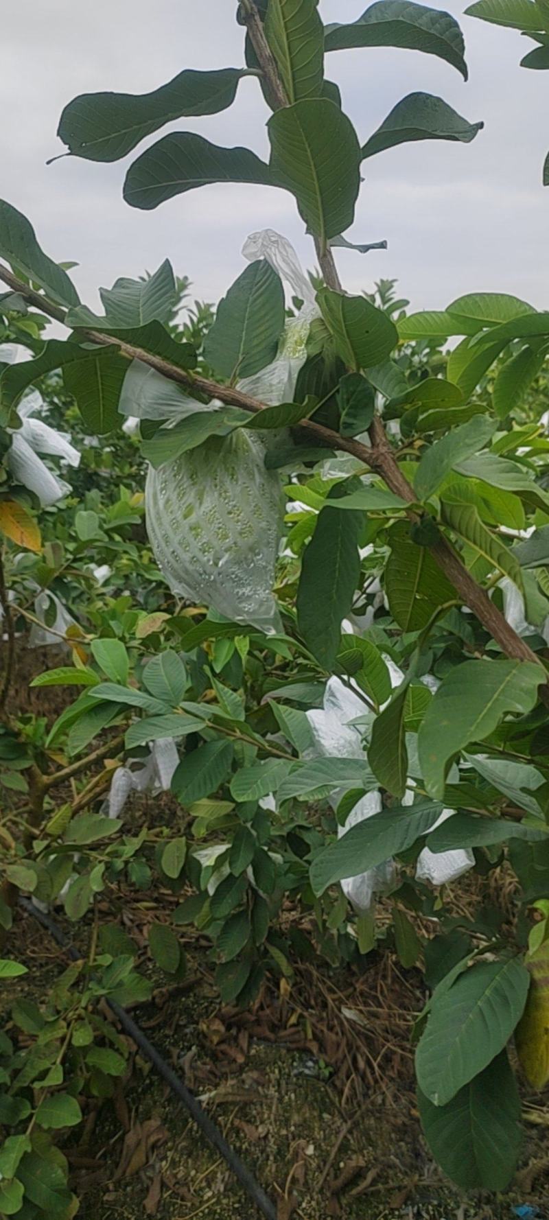 白心番石榴量大实惠