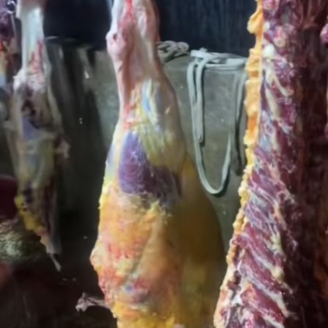 现宰新鲜黄牛肉一手货源量大从优质量保证诚信经营欢迎咨询