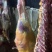 现宰新鲜黄牛肉一手货源量大从优质量保证诚信经营欢迎咨询
