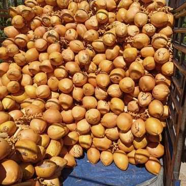 黄金椰