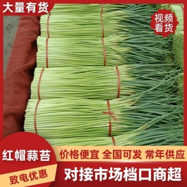 红帽蒜苔新鲜优质源头批发量大价优全国配送