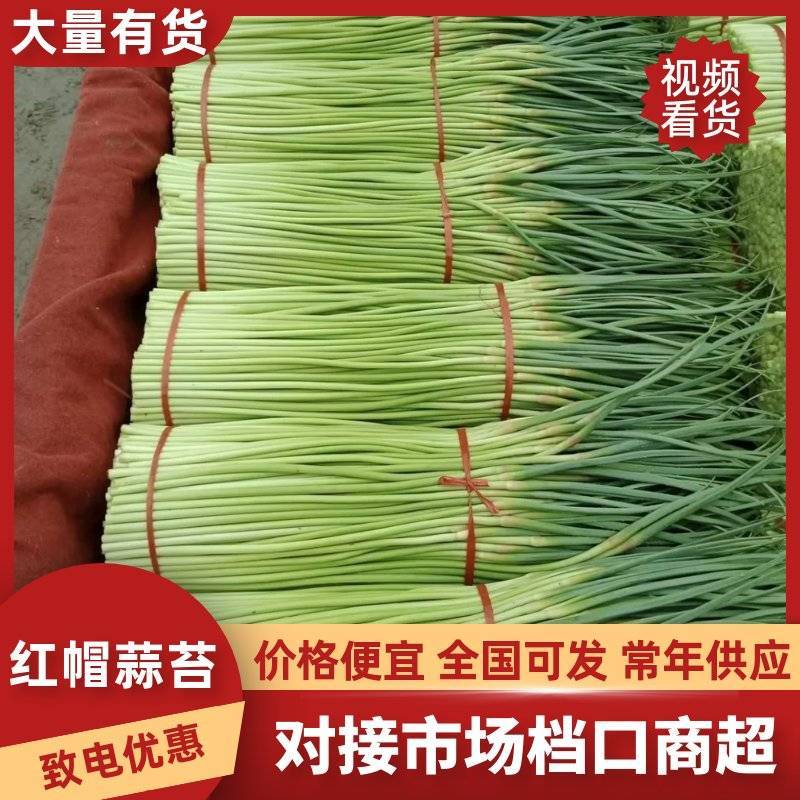 红帽蒜苔新鲜优质源头批发量大价优全国配送