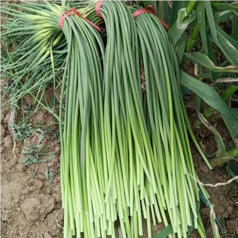 红帽蒜苔新鲜优质源头批发量大价优全国配送