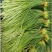 红帽蒜苔新鲜优质源头批发量大价优全国配送