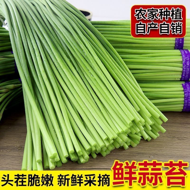 红帽蒜苔新鲜优质源头批发量大价优全国配送
