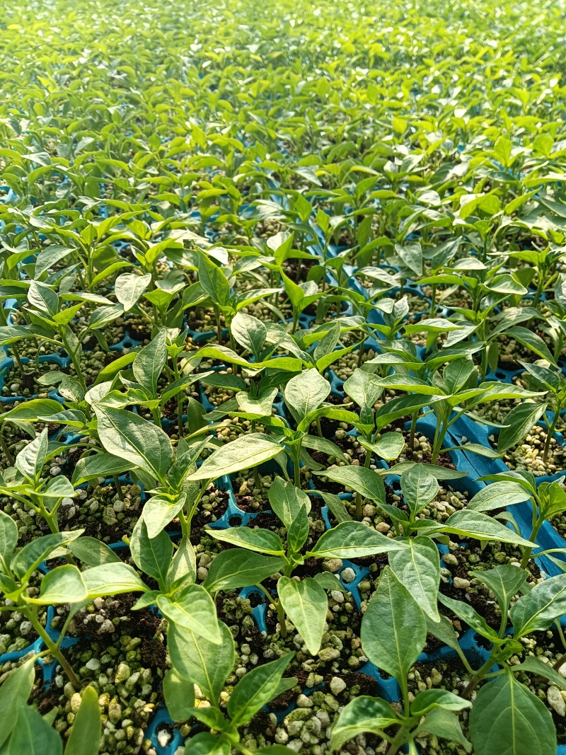 大果紫龙椒苗精品特菜苗子高产抗病苗成活率高