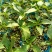 大果紫龙椒苗精品特菜苗子高产抗病苗成活率高