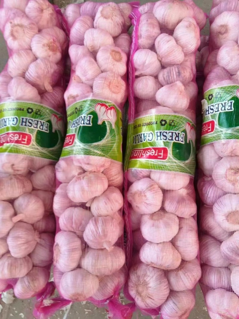 正宗金乡红蒜多瓣蒜特级新蒜产地直销价格优势稳定供货