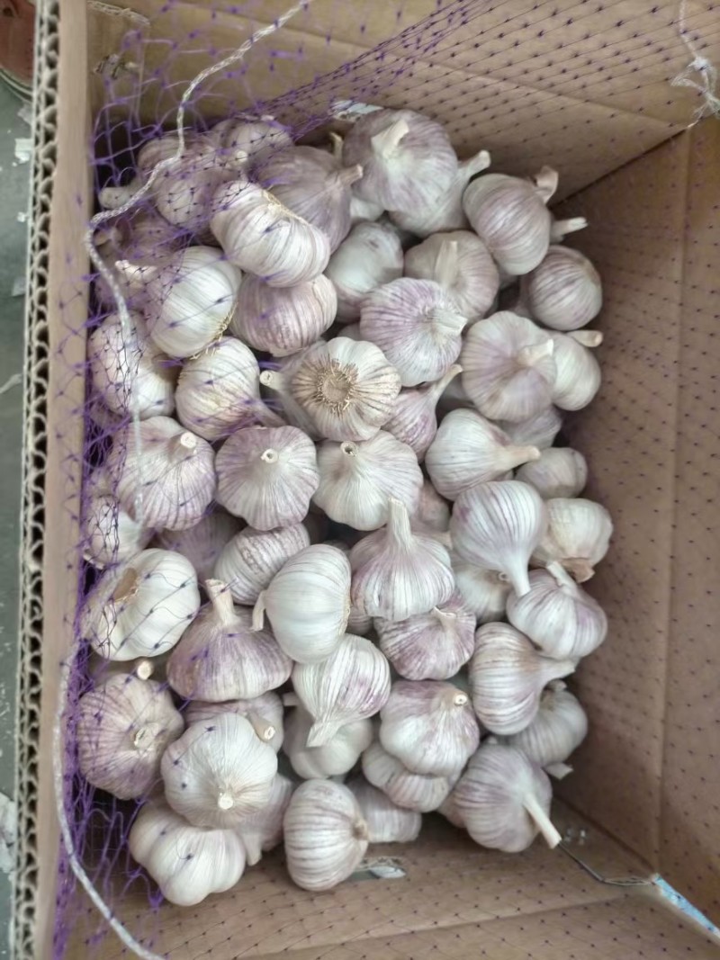 正宗金乡红蒜多瓣蒜特级新蒜产地直销价格优势稳定供货