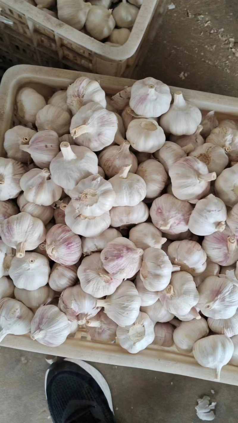正宗金乡红蒜多瓣蒜特级新蒜产地直销价格优势稳定供货