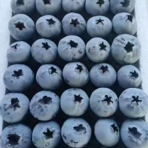 蓝莓L25基地直供品质优可视频看货新鲜欢迎咨询来电