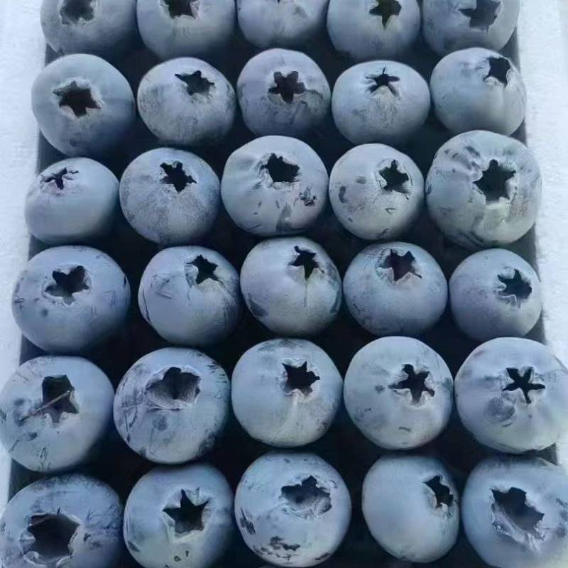 蓝莓L25基地直供品质优可视频看货新鲜欢迎咨询来电