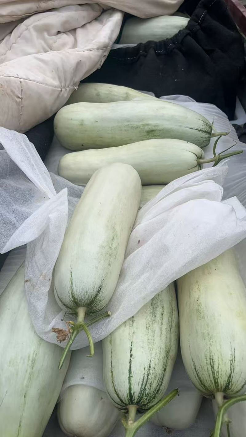 博洋甜瓜大量接单产地直发货源充足保质保量欢迎来电