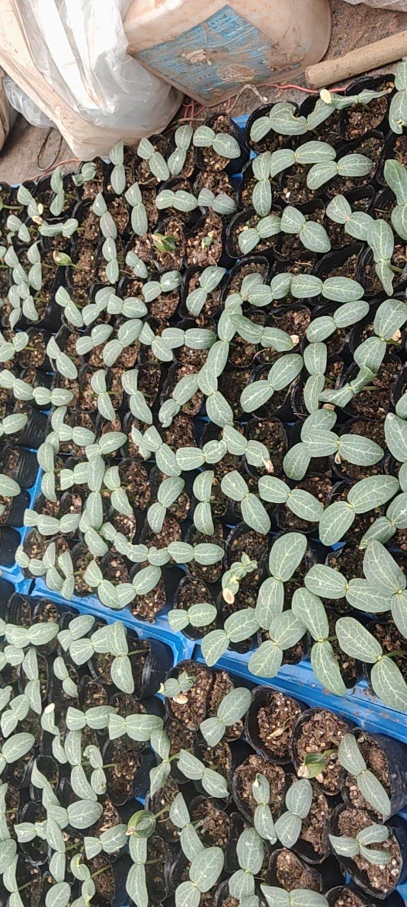 肉丝瓜苗可视频看货质量保证成活率高货源充足欢迎咨询